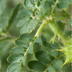 Gokshura
(Tribulus Terrestris)